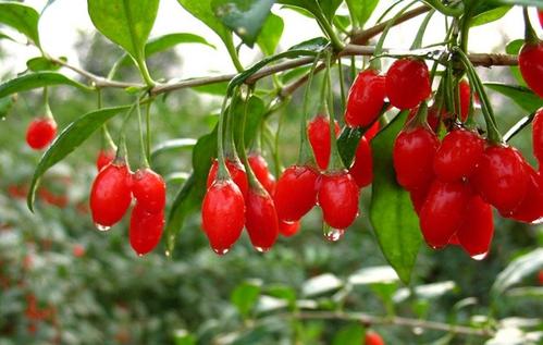 枸杞能缓解失眠吗? 枸杞能缓解失眠吗?